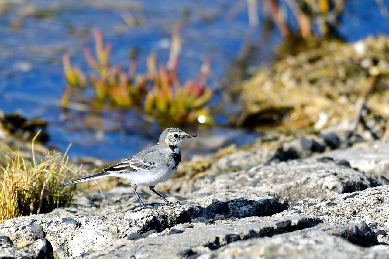 white wagtail  songbird  bird free photo