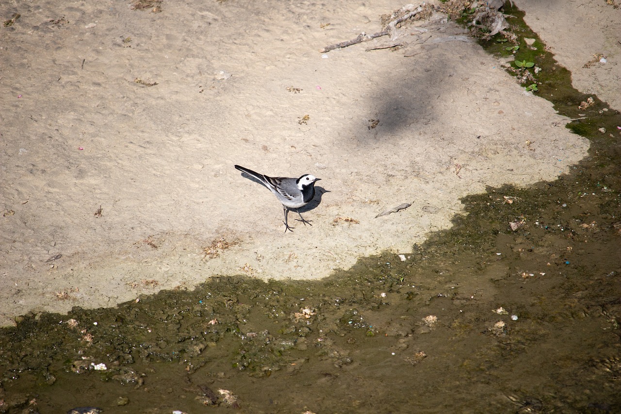 white wagtail  bird  songbird free photo