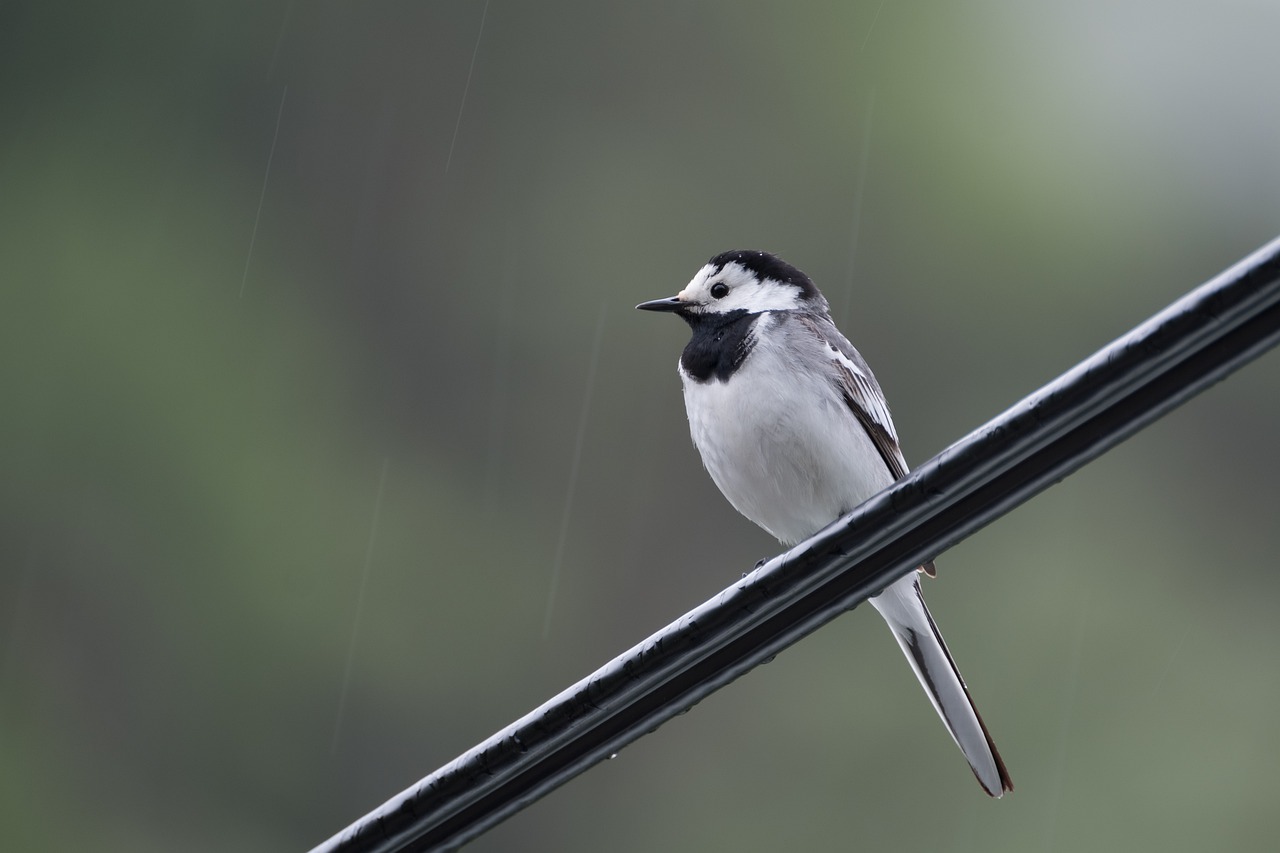 white wagtail  rain  cable free photo