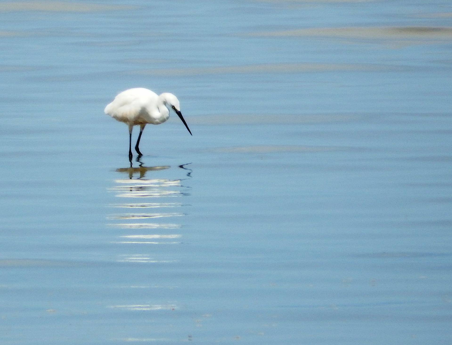 stalk crane heron free photo