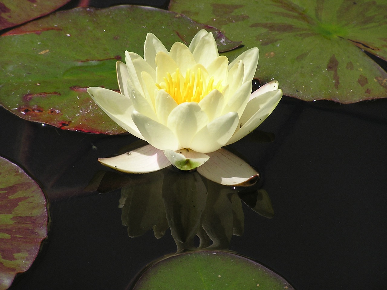 white water lily lotus flower free photo