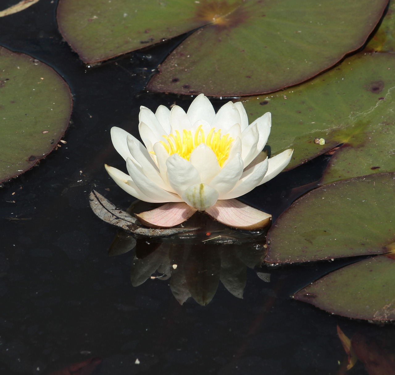 white water lily nymphaea alba flower free photo