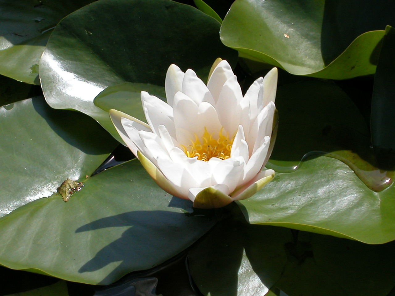 white water lily white flower flower free photo