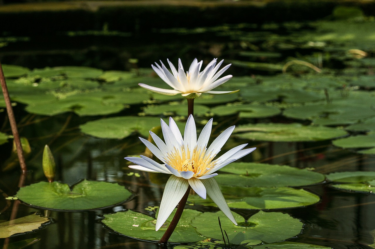 white water lily nymphaea micrantha water lily free photo
