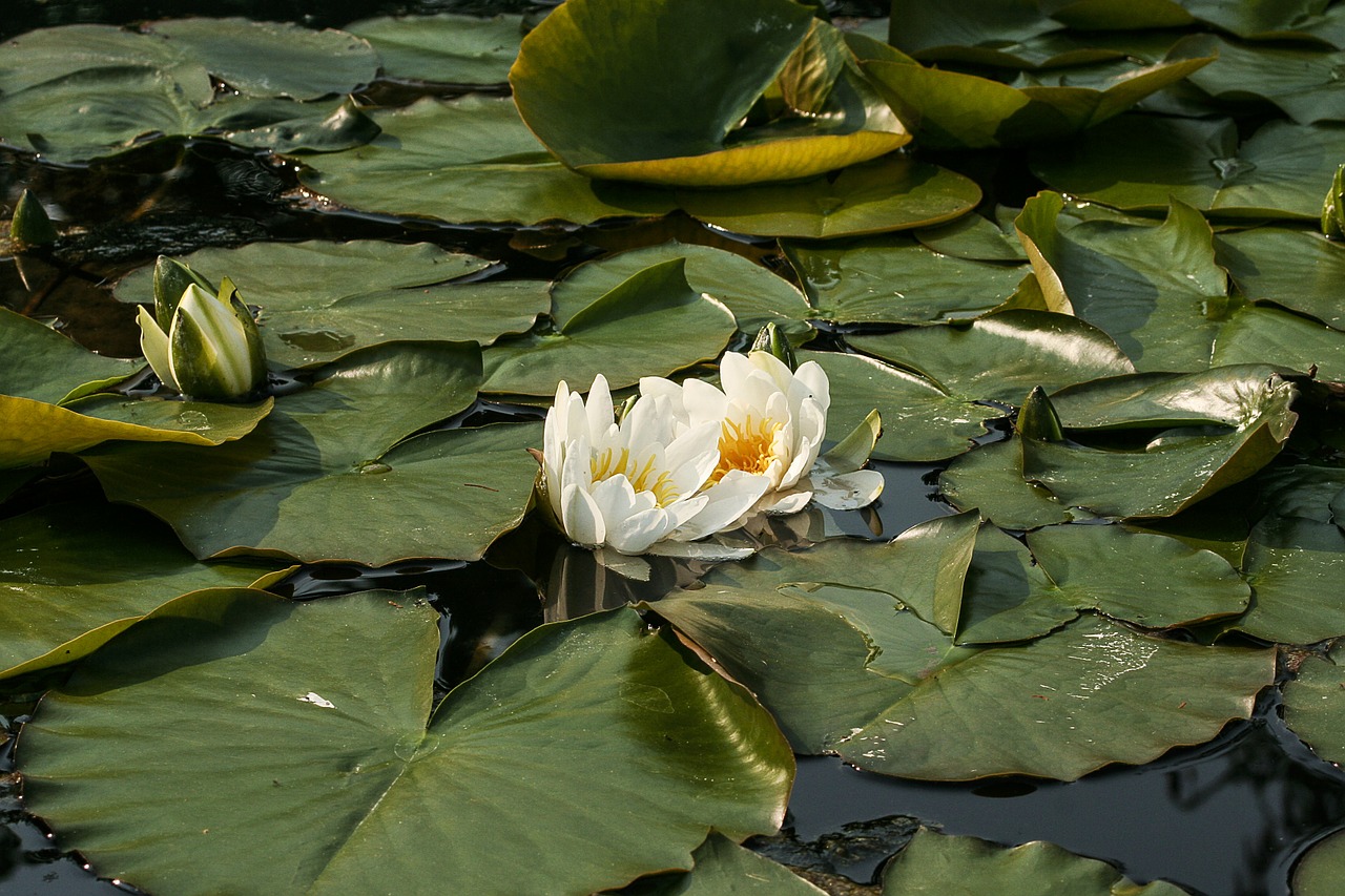 white water lily nymphaea alba water lilies free photo