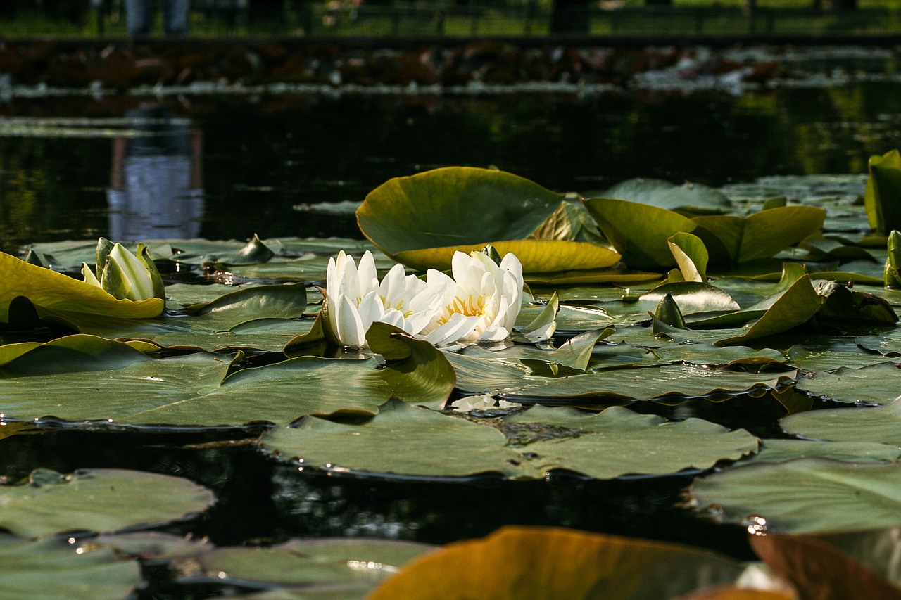 white water lily nymphaea alba water lilies free photo