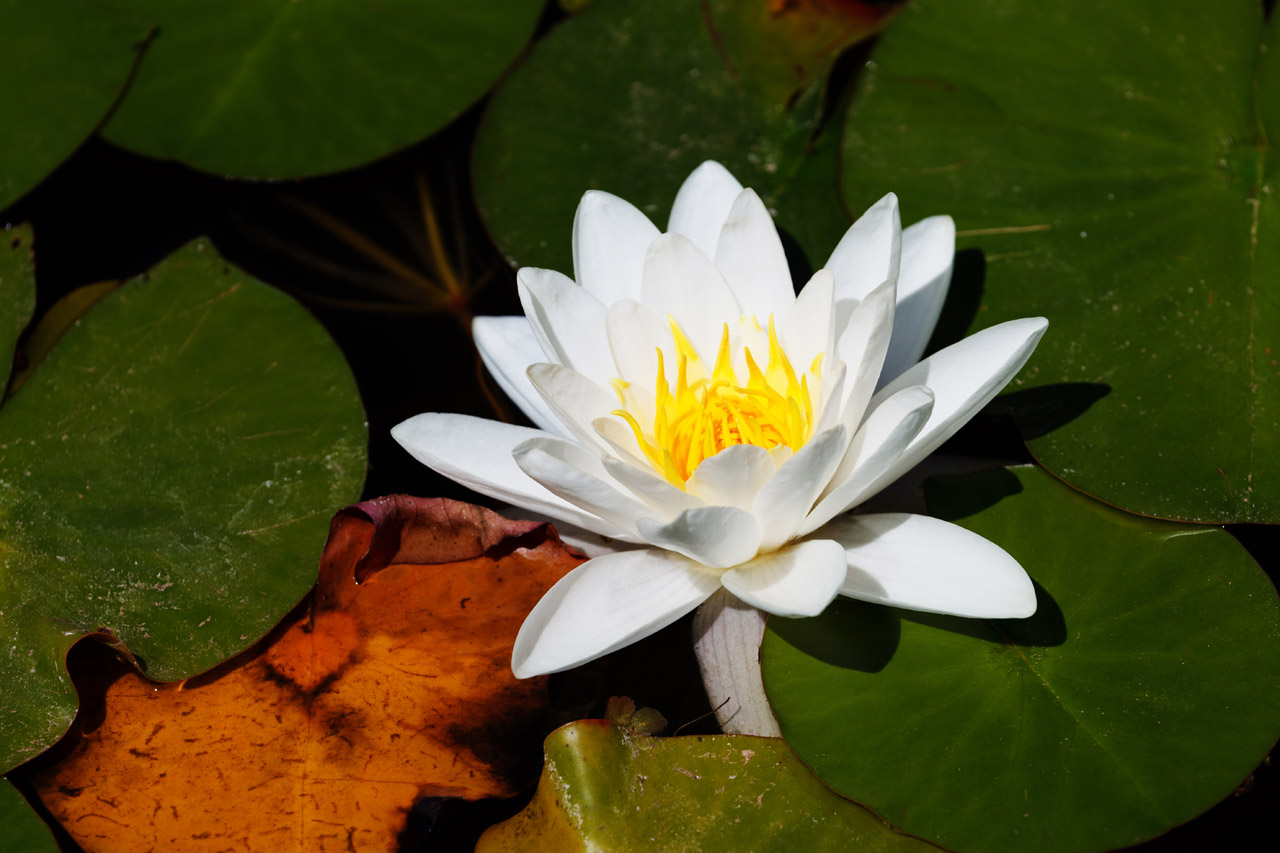 aquatic bloom blossom free photo