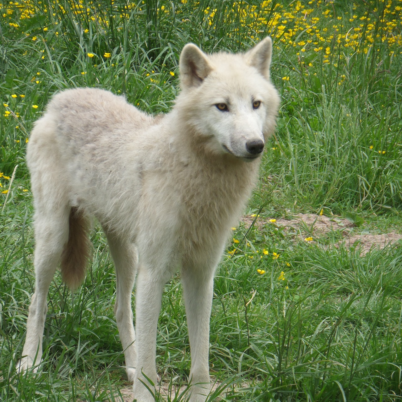 white wolf prairie wild free photo