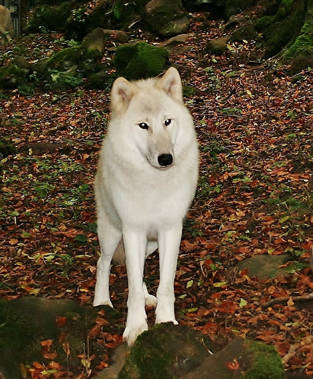 white wolf kasselburg germany free photo