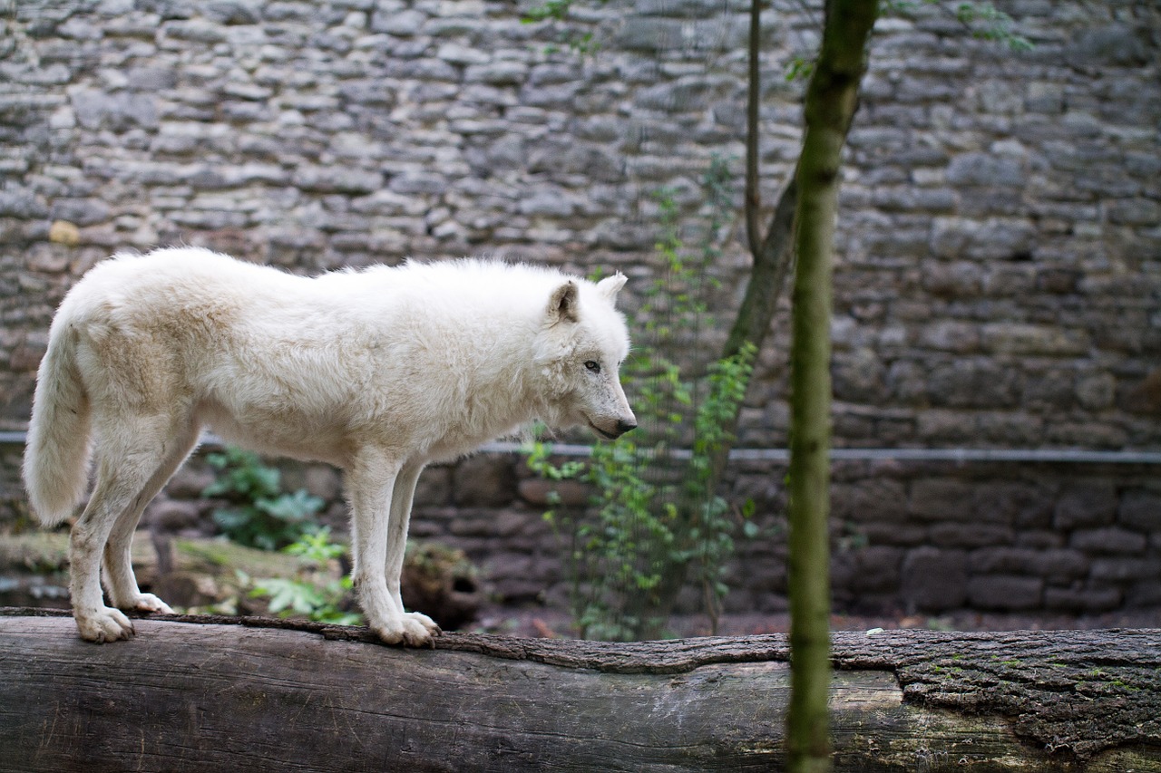 white wolf wolf zoo free photo