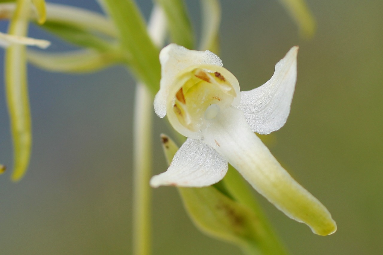 white wood hyacinth blossom bloom free photo