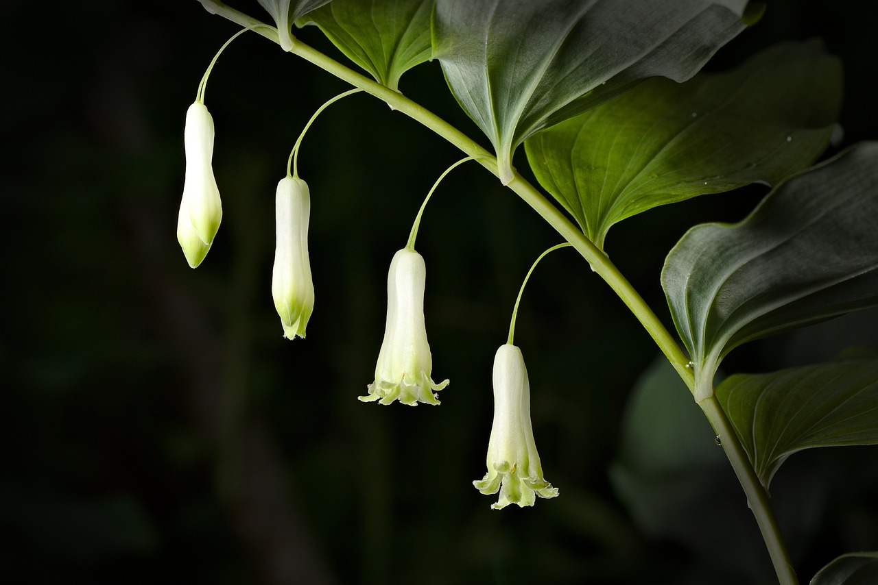 white wurzen  blossom  bloom free photo