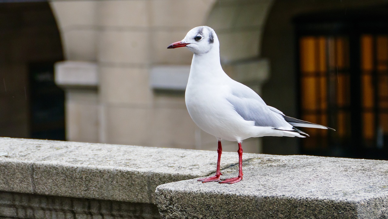 white young seagull bird wall free photo