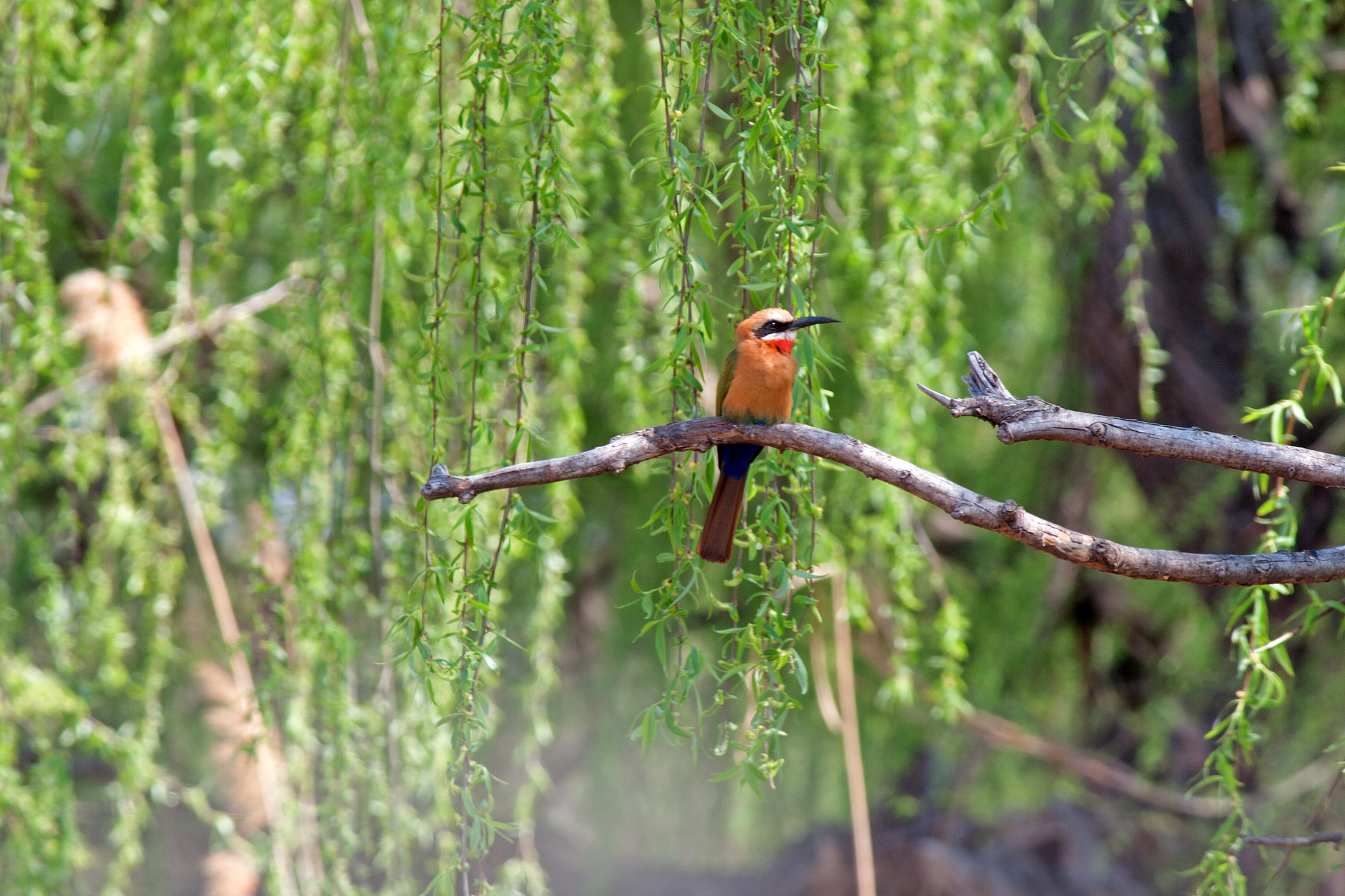 bird bee-eater whitefronted free photo