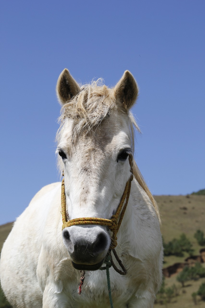 whitehorse animal watch free photo