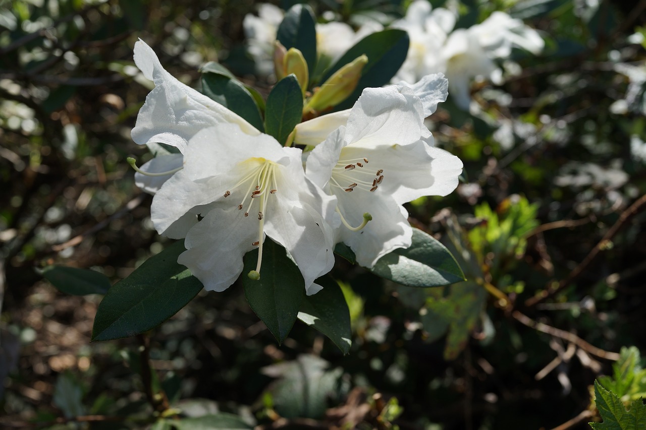 whites native flowers south australia free photo