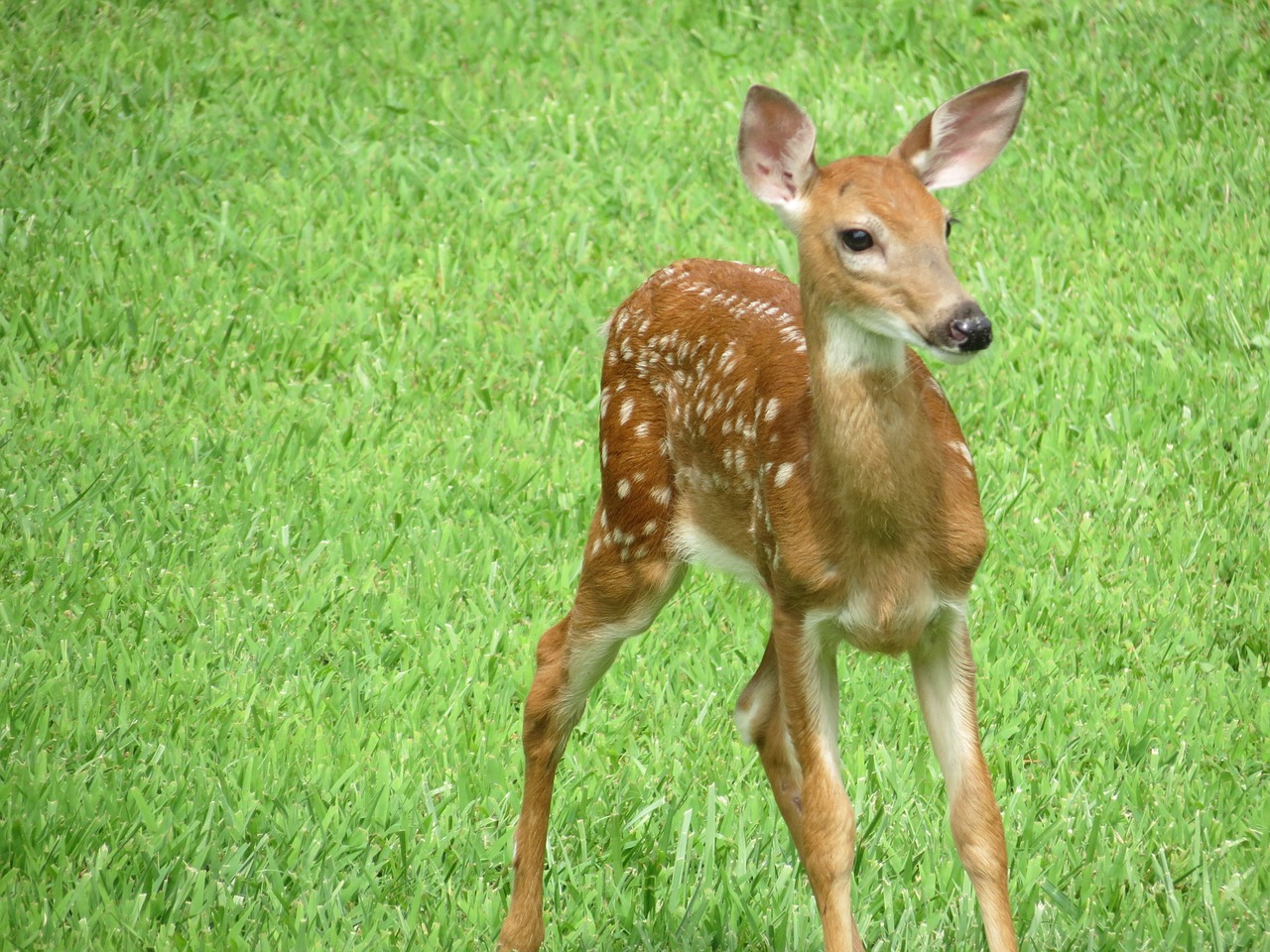 whitetail fawn deer free photo