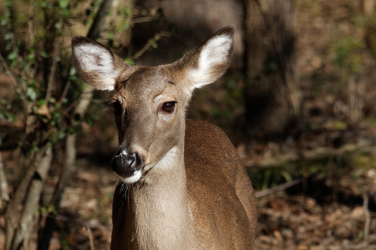 whitetail doe deer doe free photo