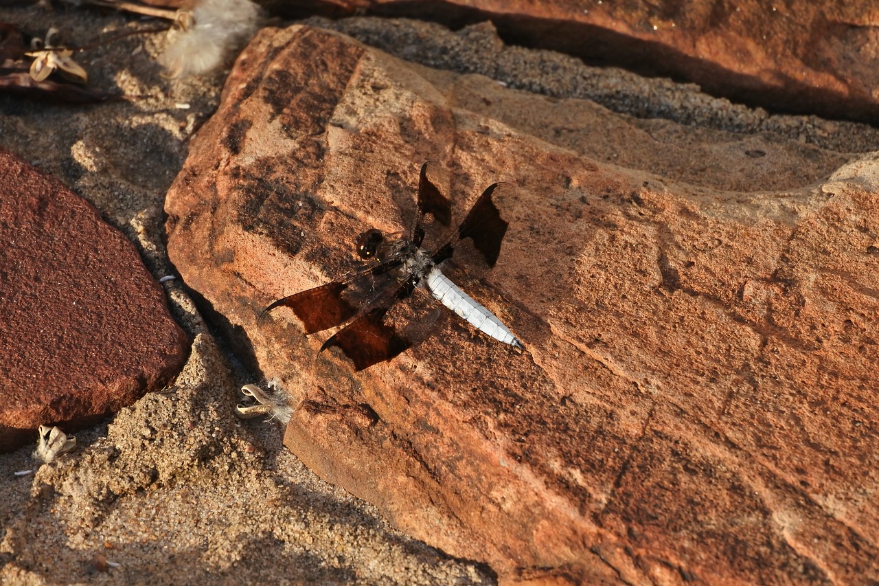 whitetail skimmer dragon fly nature free photo