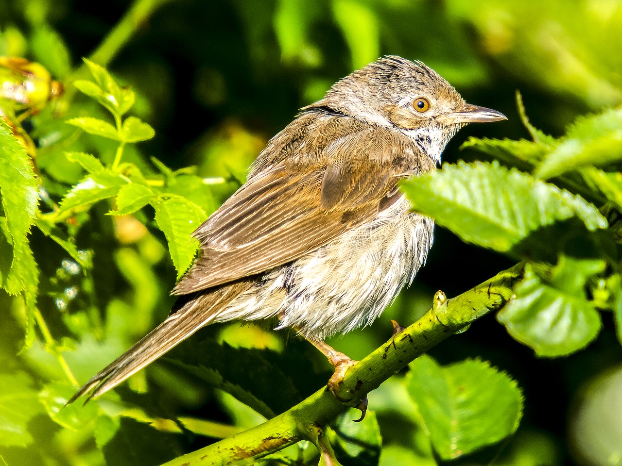 whitethroat bird songbird free photo