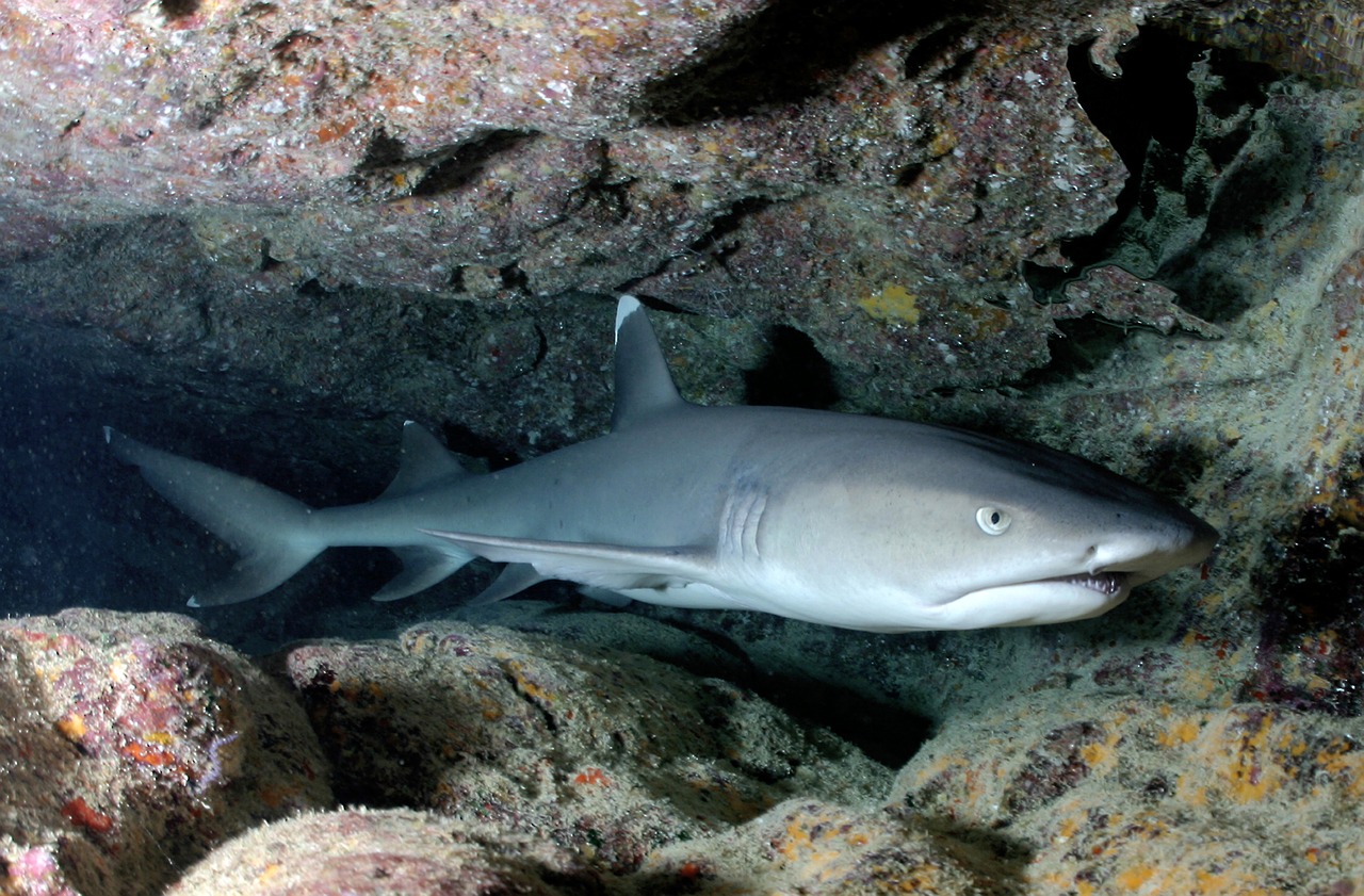 whitetip reef shark shark cave free photo