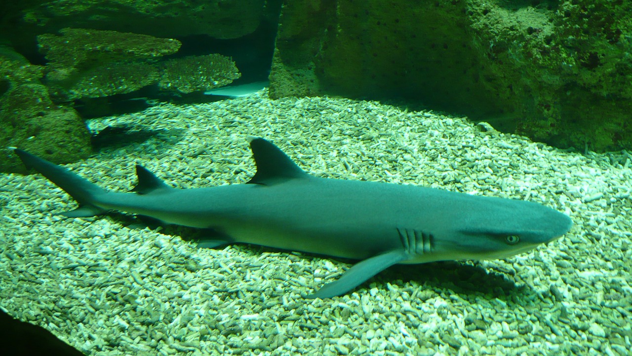 whitetip shark reef underwater free photo