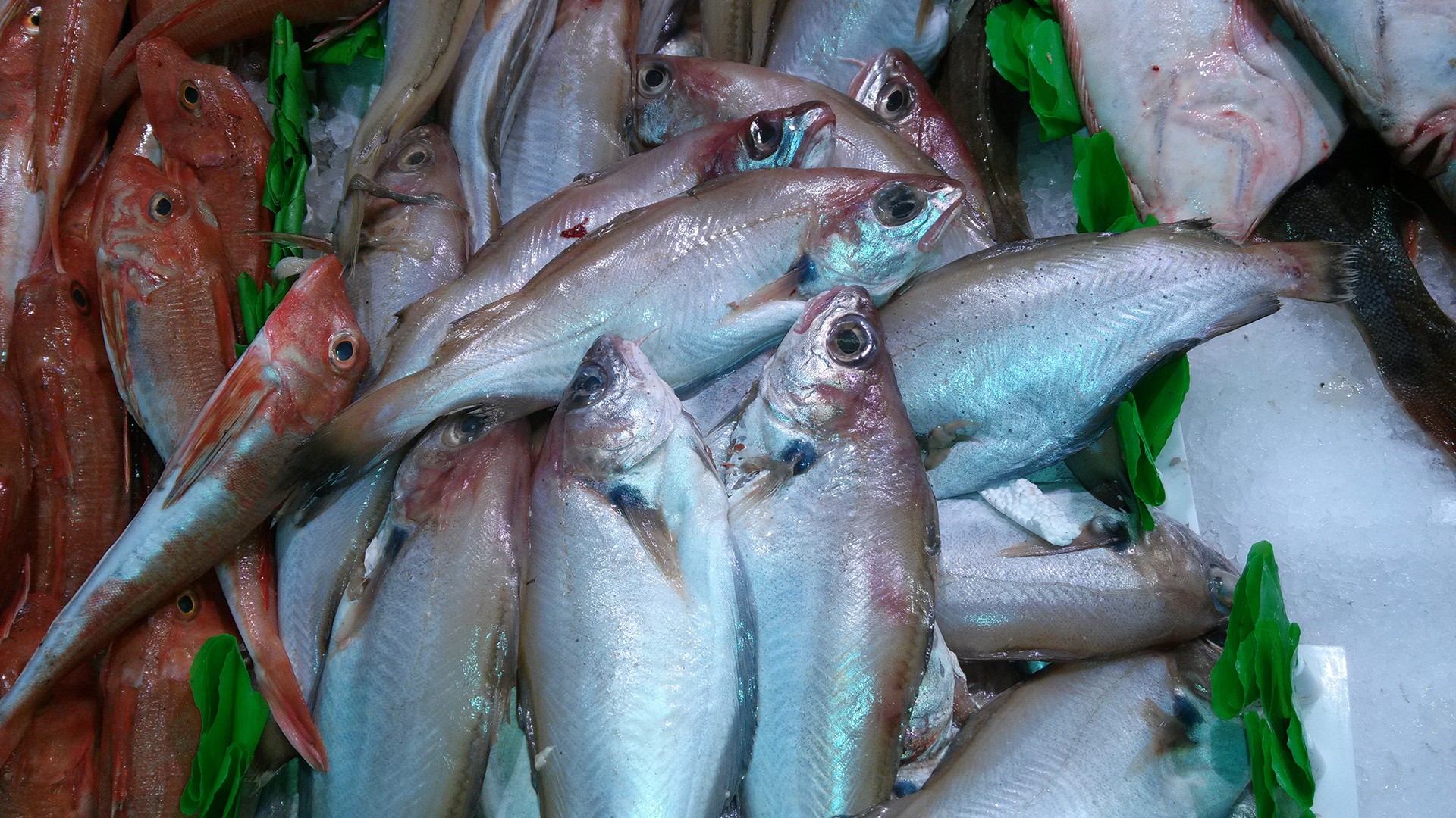 fish sea whiting free photo