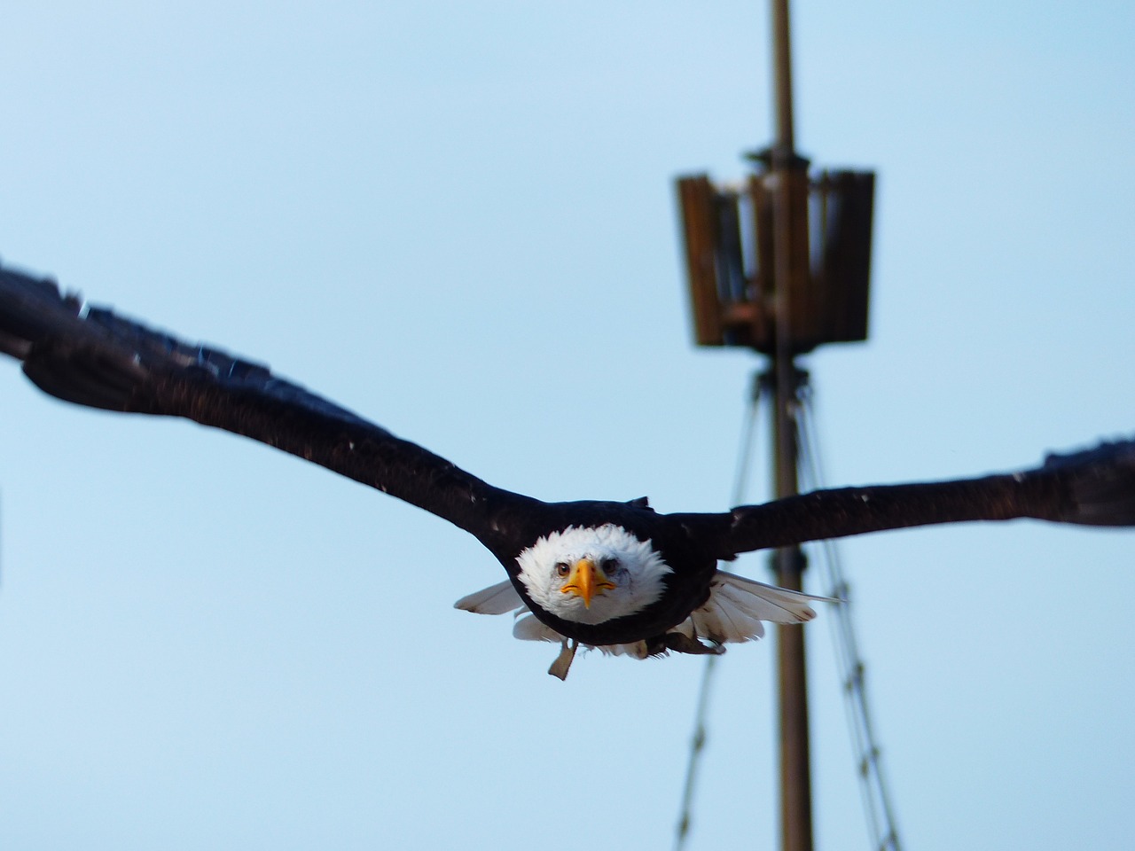 white head adler ralswiek free photo