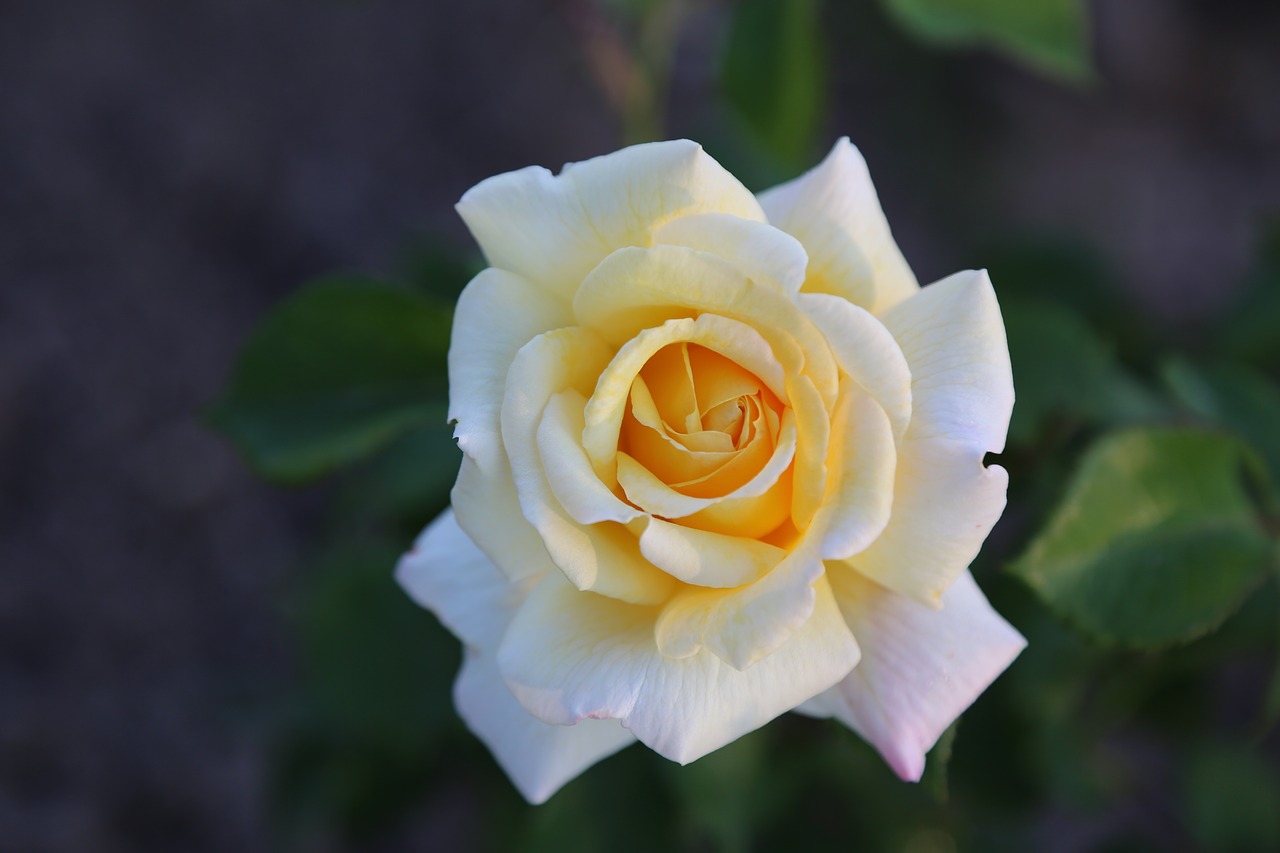 whitish rose  flower  plant free photo