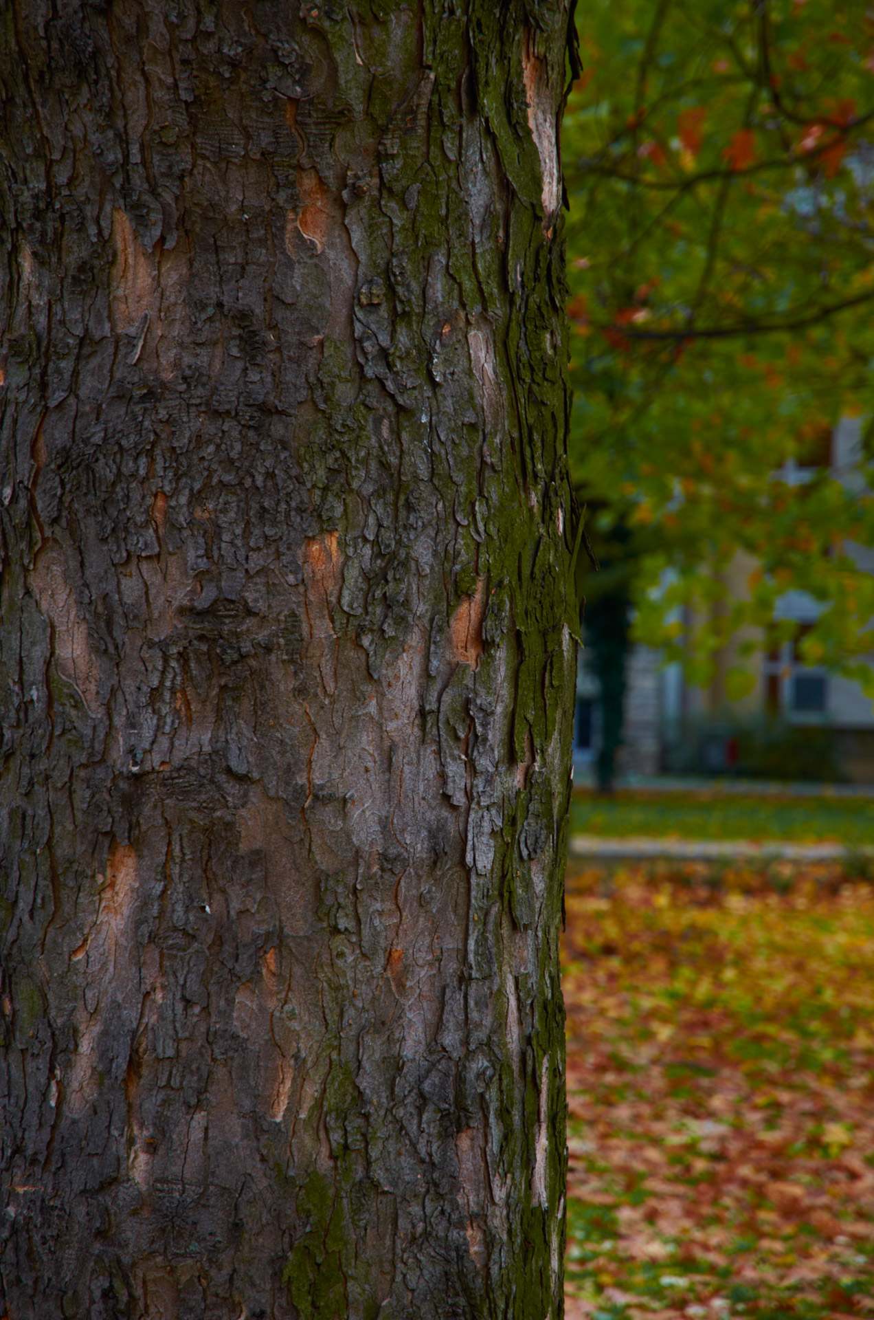 tree nature colors free photo