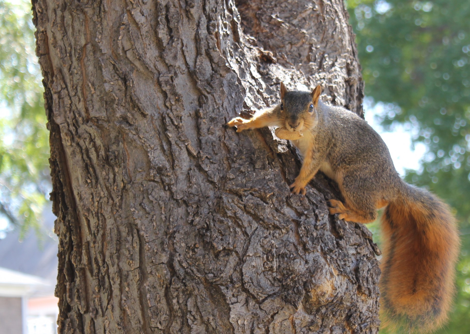 squirrel animal brown free photo