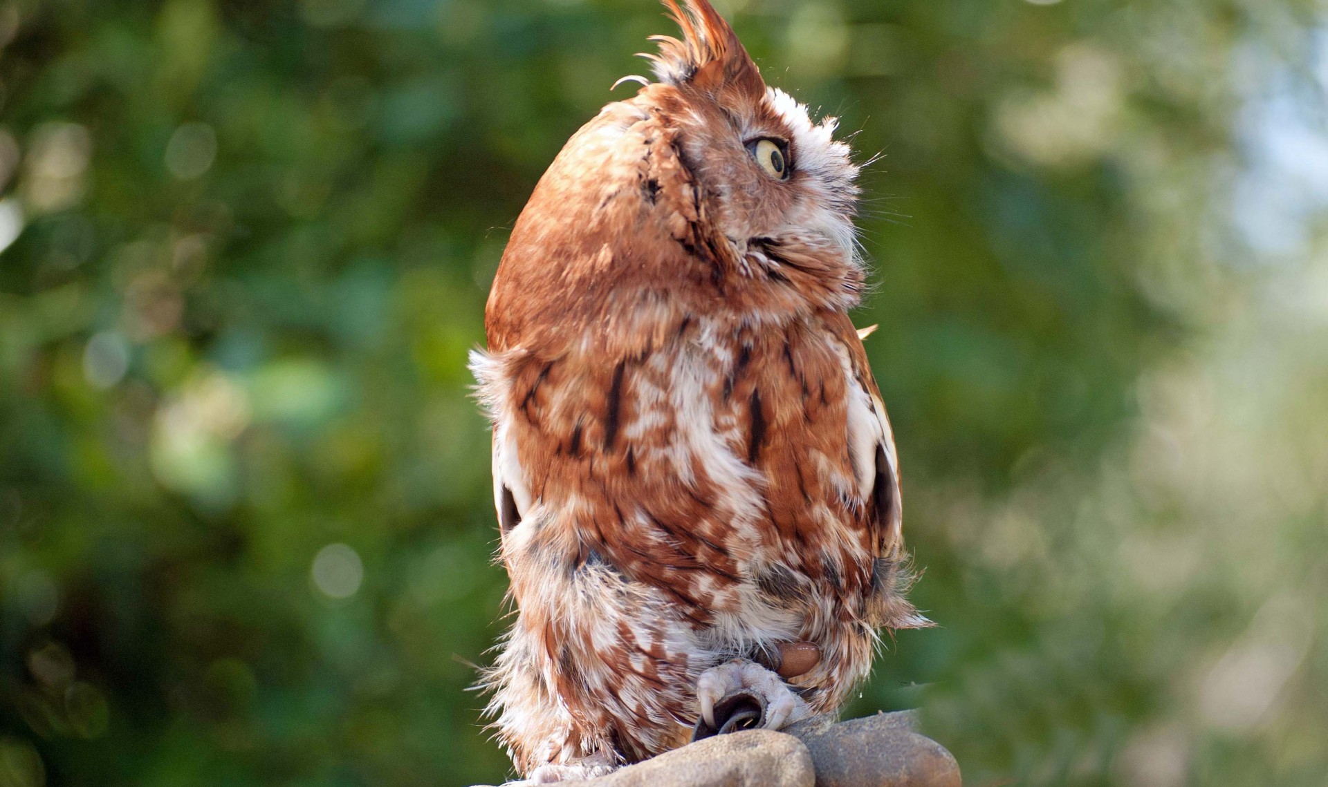 animal wildlife owl free photo