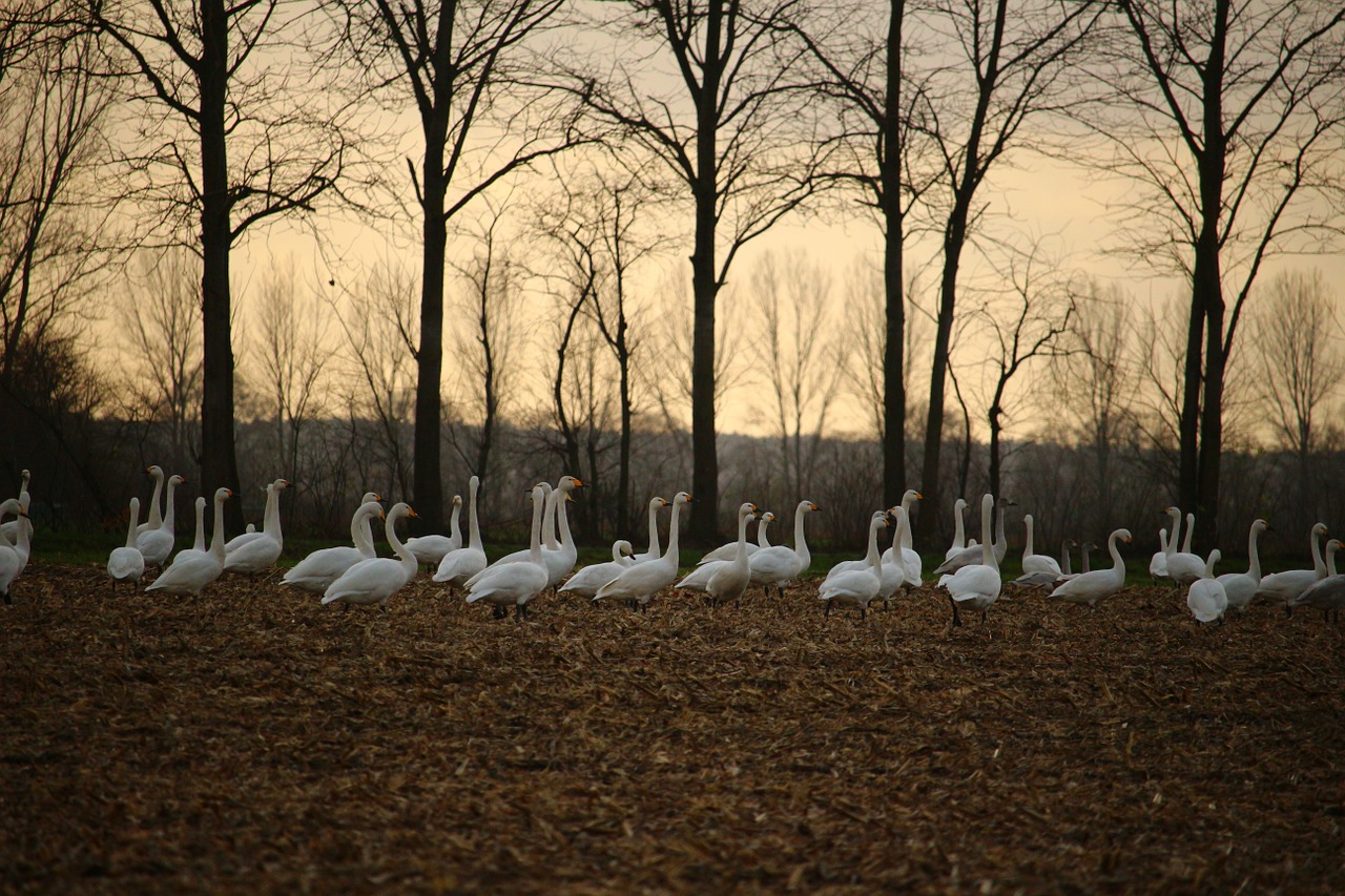 whooper swan swan migratory bird free photo