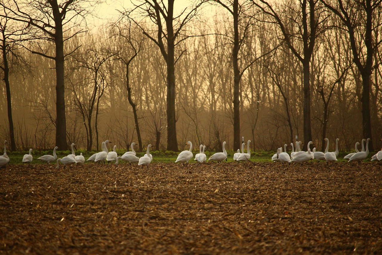 whooper swan swan swans free photo