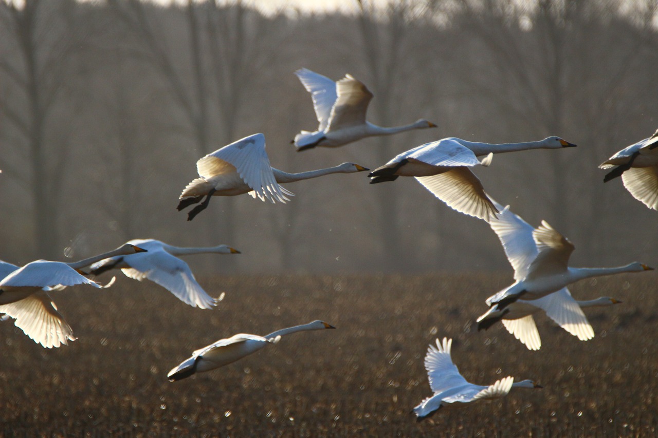 whooper swan bird swan free photo