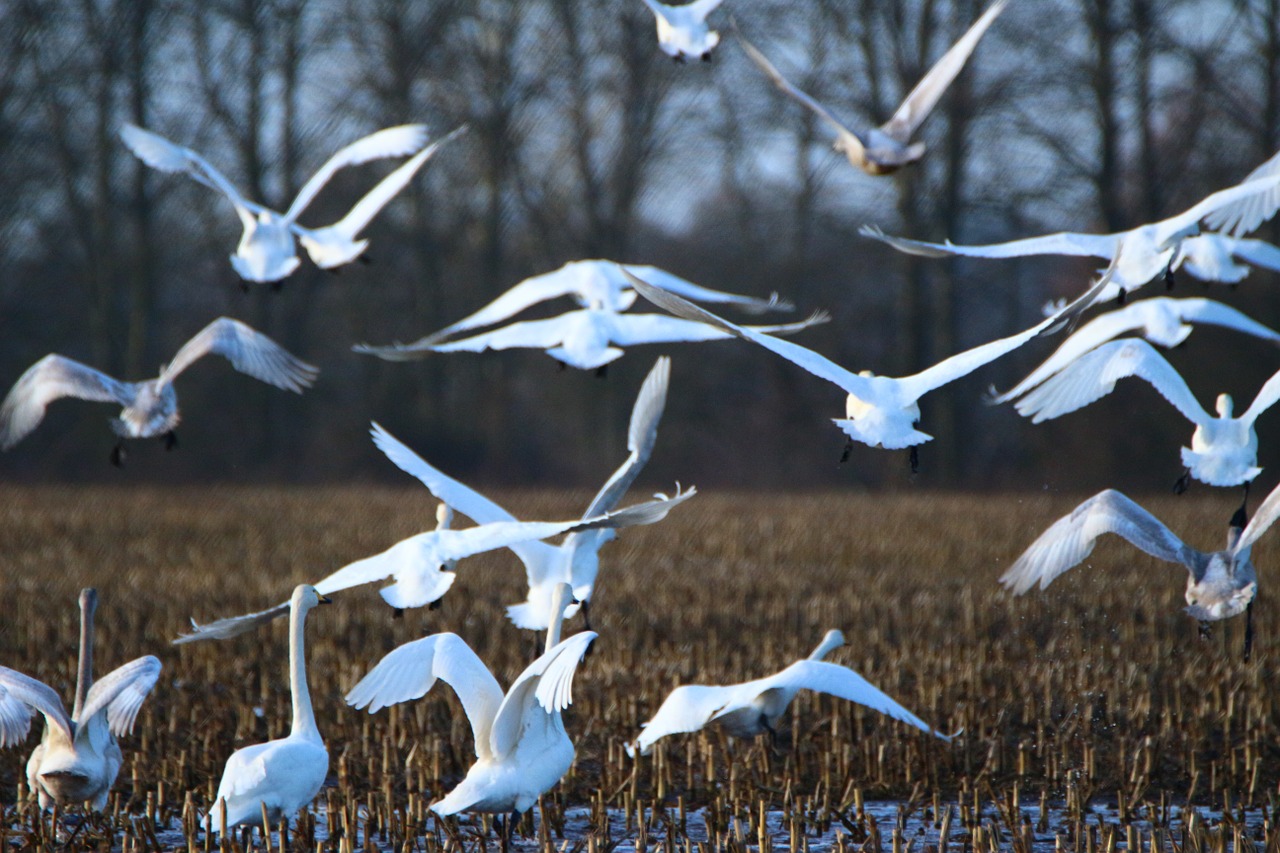 whooper swan bird swan free photo