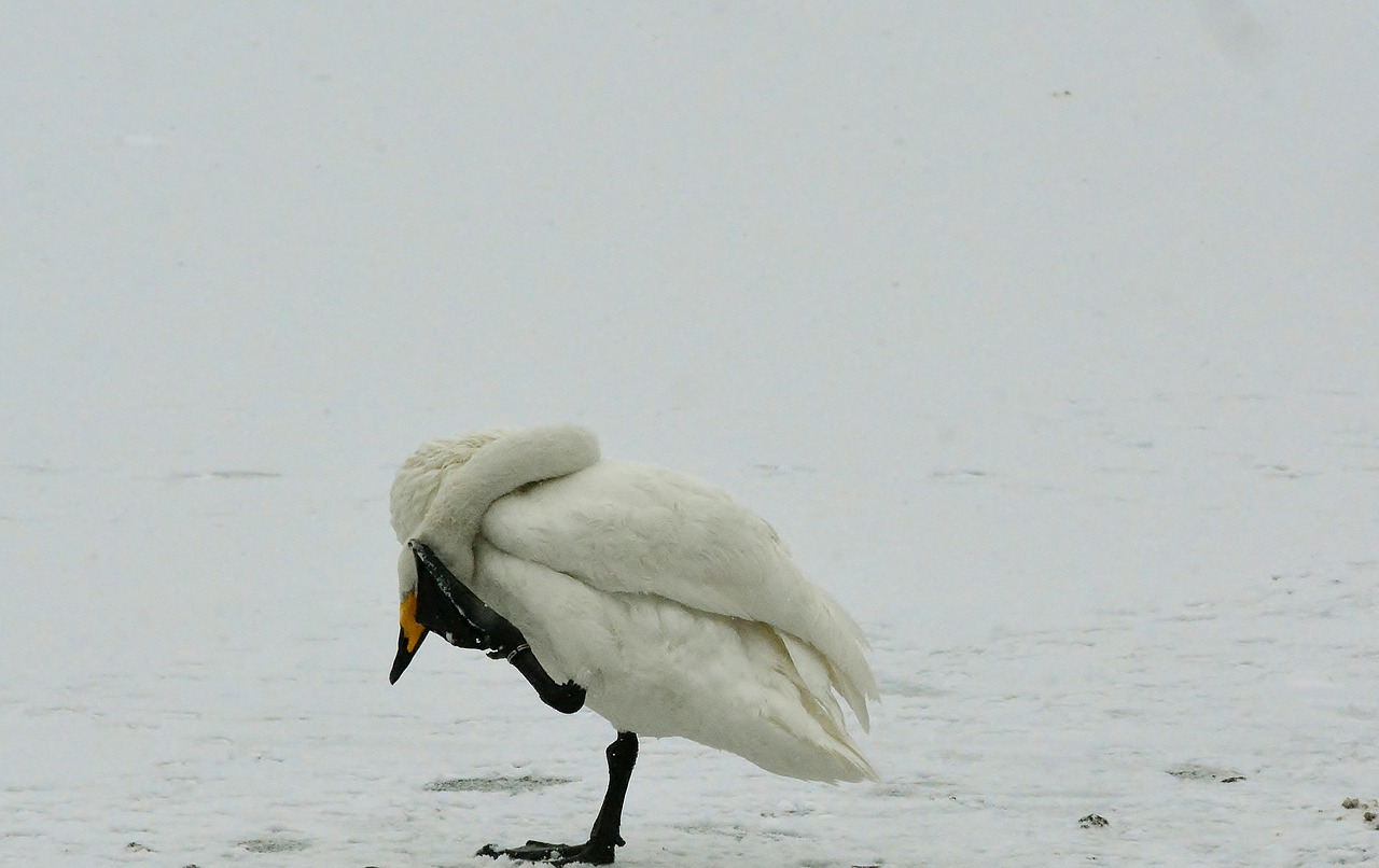 whooper swan  winter  snow free photo