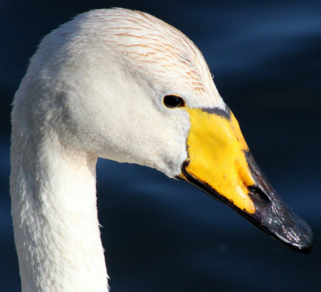 whooper swan bird water free photo