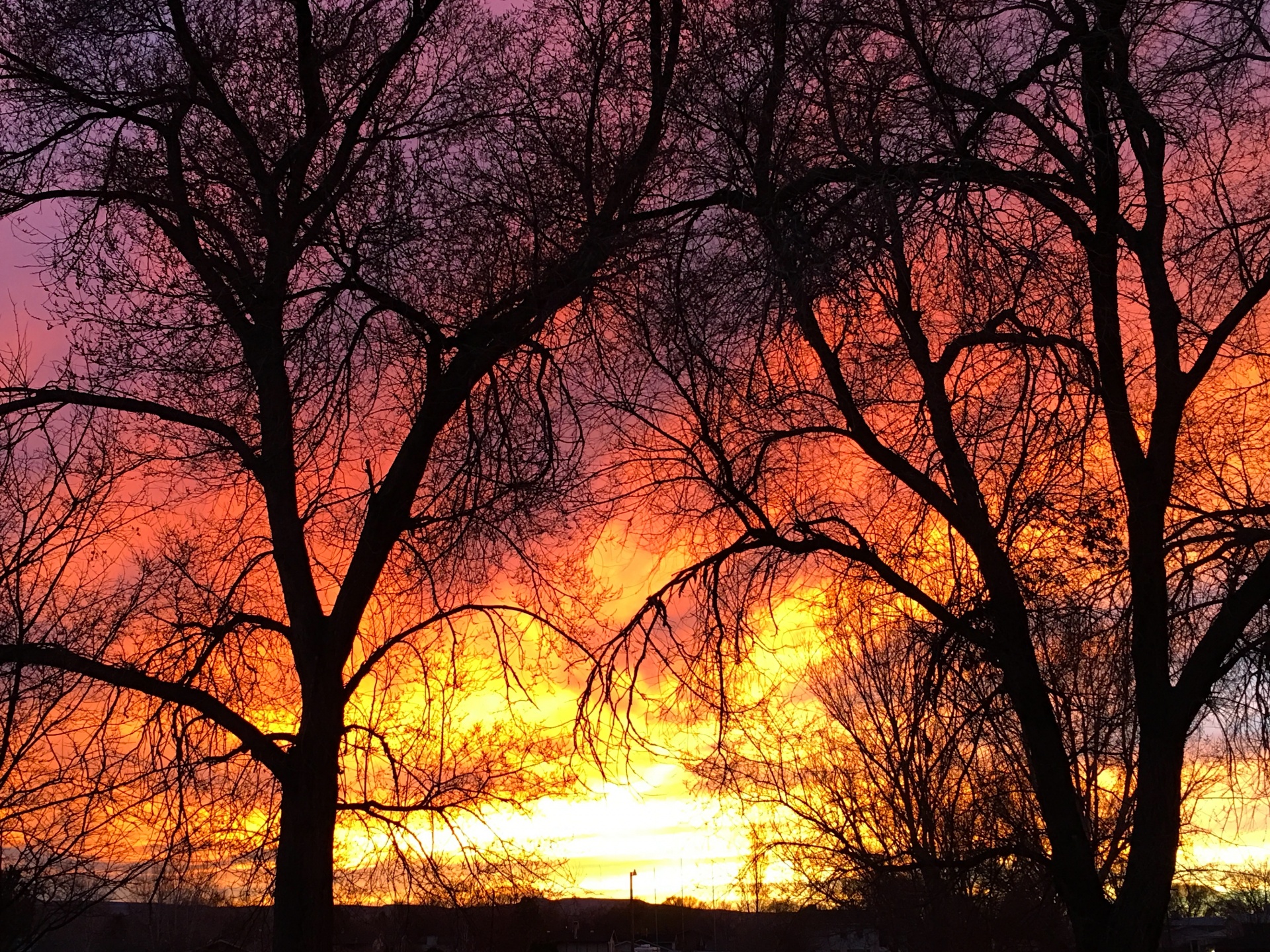 sunset trees wicked free photo