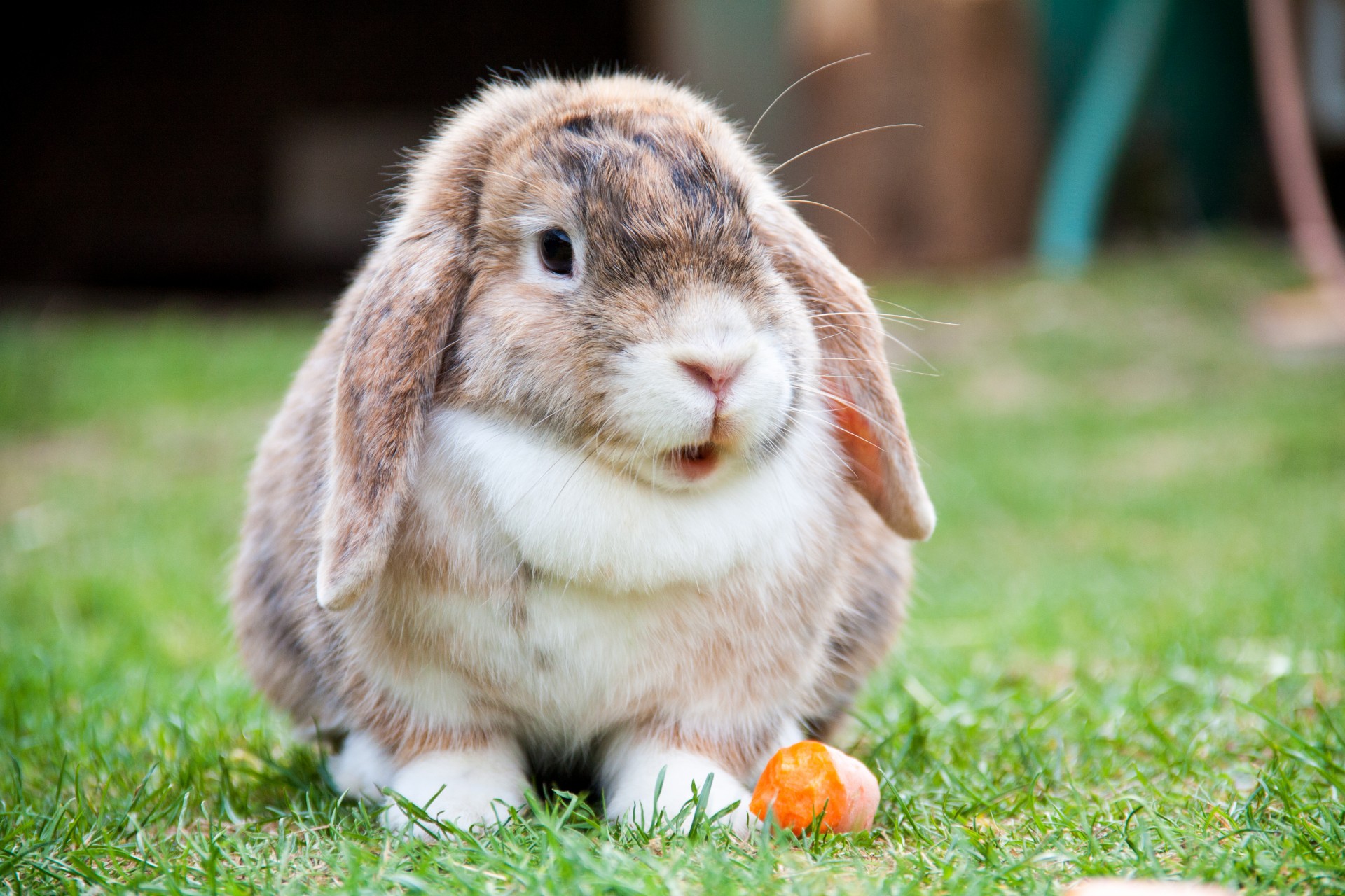 lop eared rabbit hare free photo