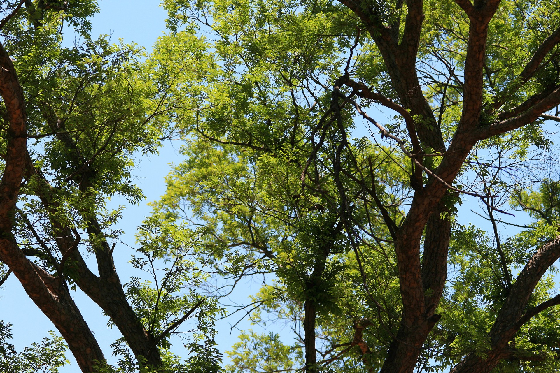 tree green sunlight free photo