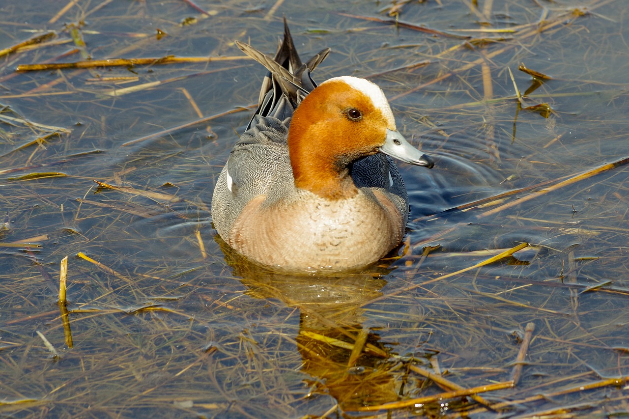 widgeon  waterfowl  water free photo