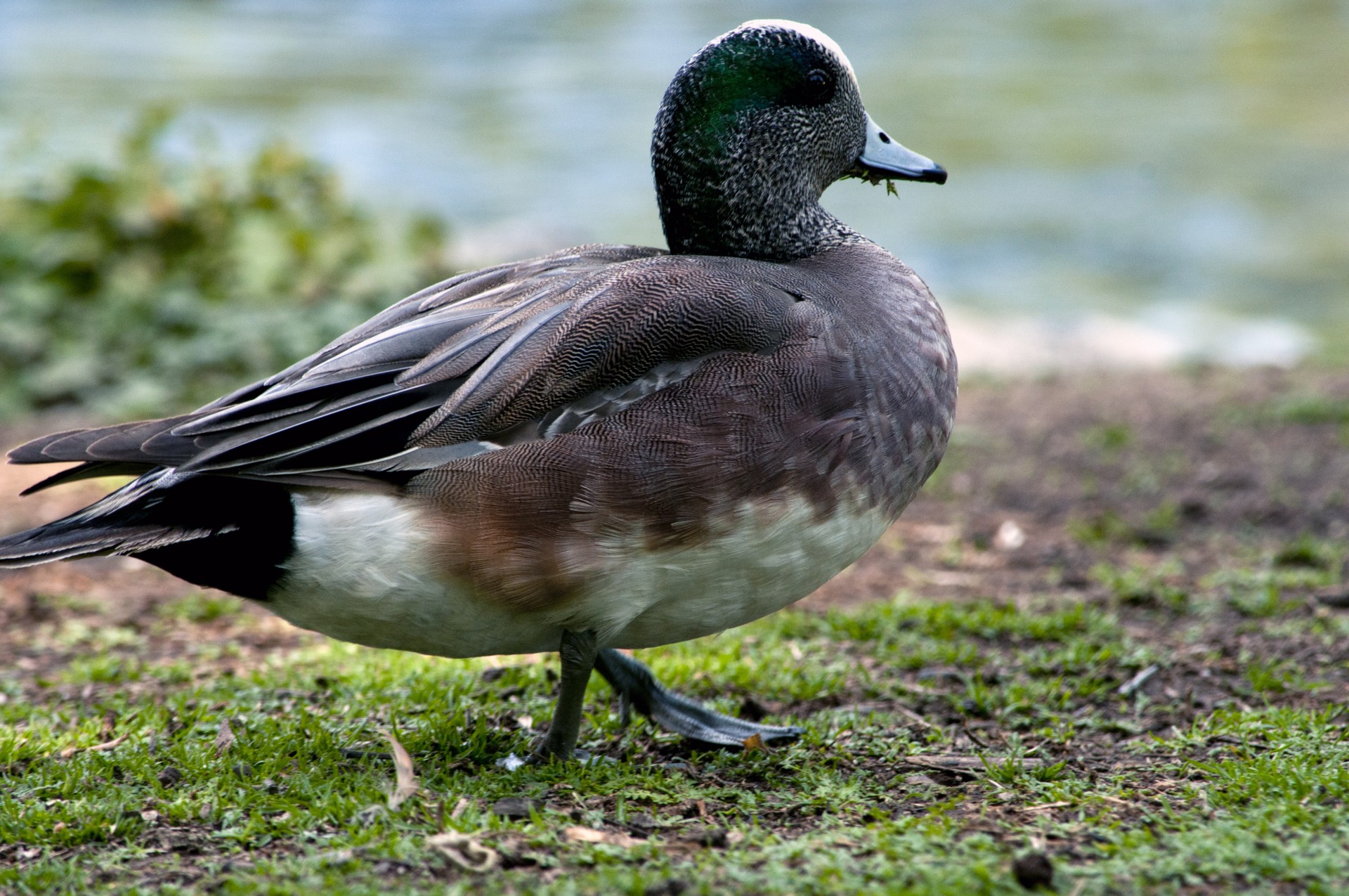 duck wigeon duck walking free photo