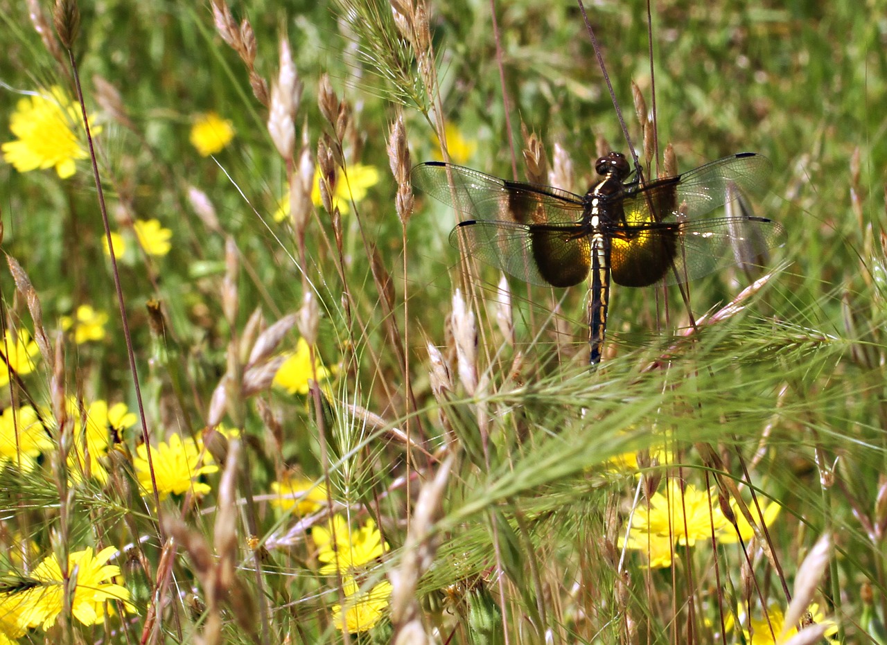 widow skimmer young male dragonfly free photo