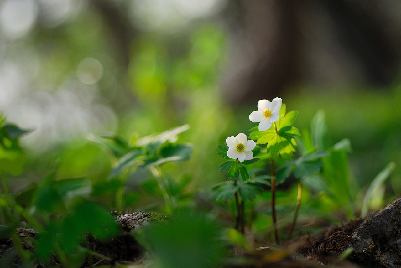 widower wind flower  wildflower  flowers free photo