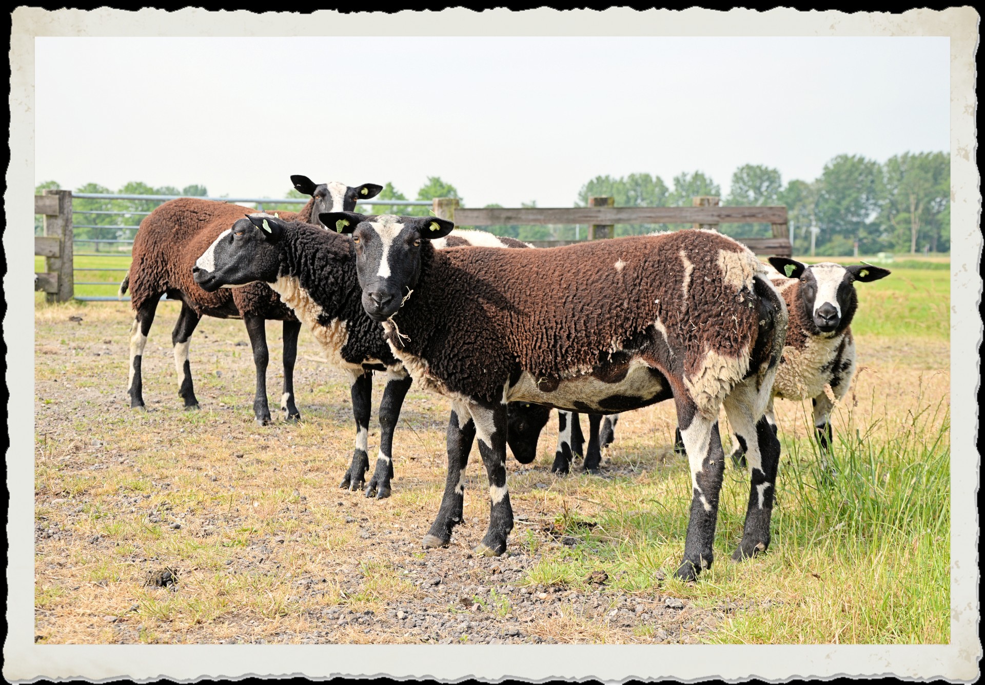 sheep lamb cattle free photo