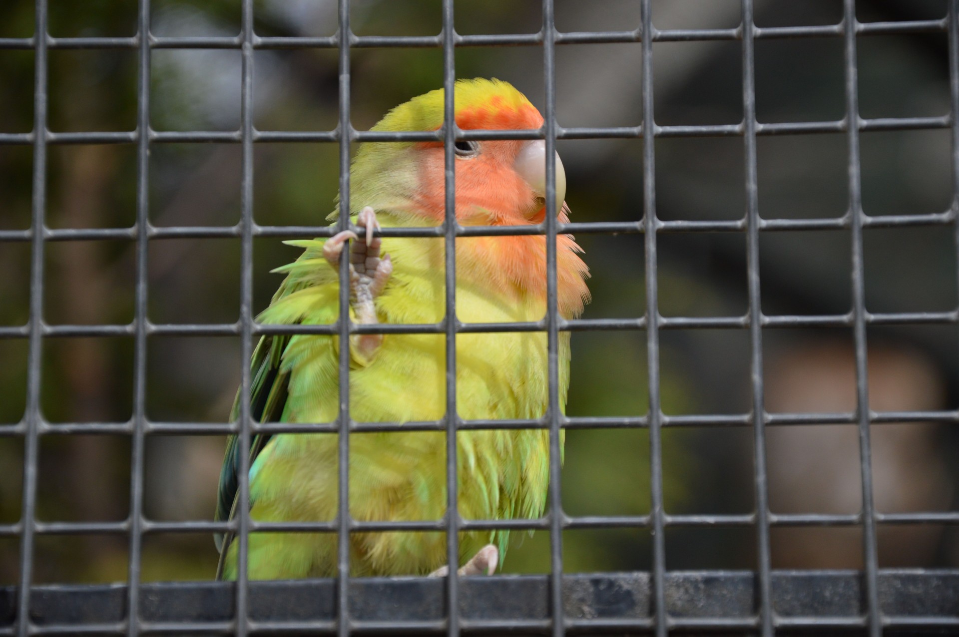 bird canary nature free photo