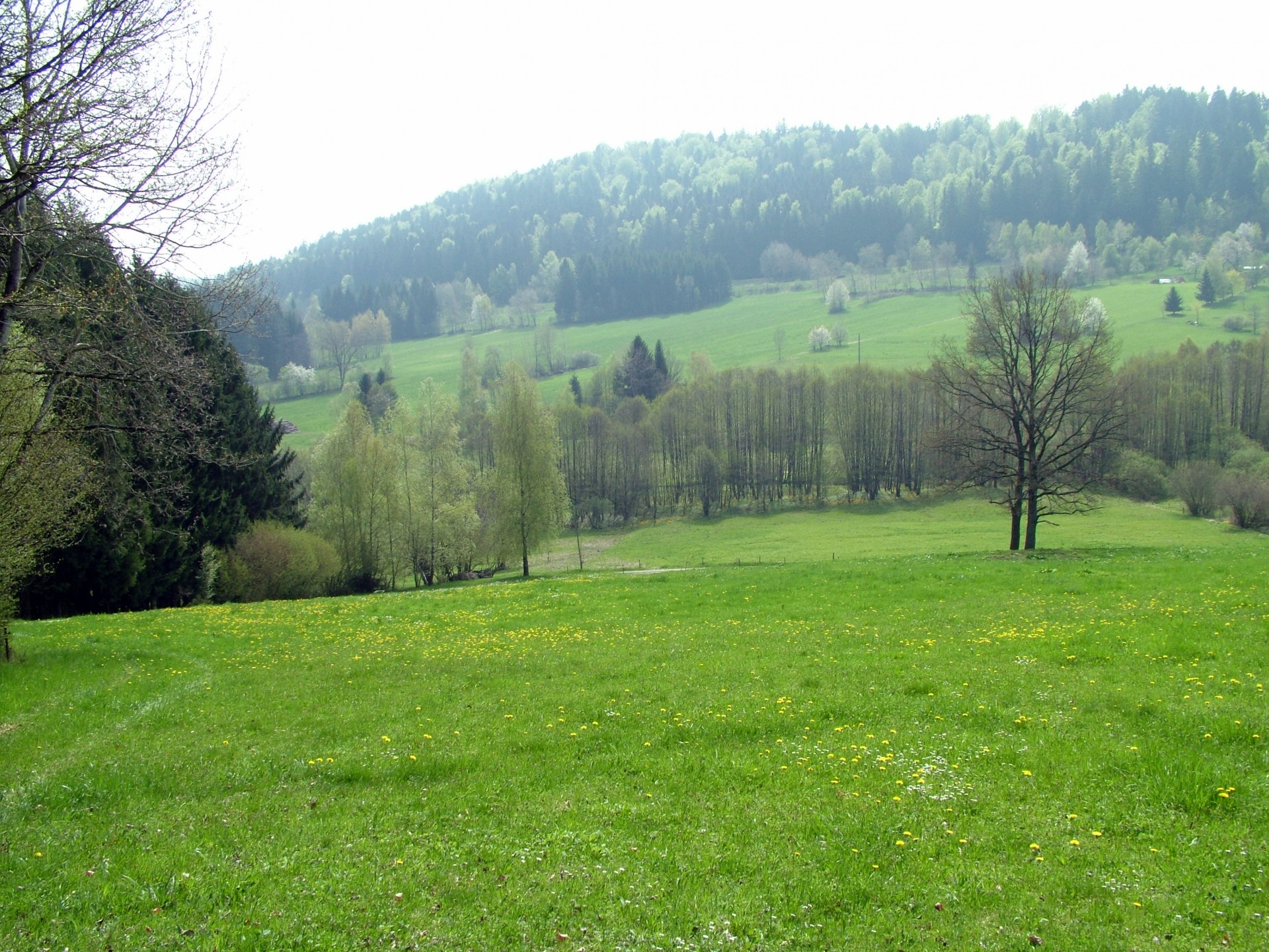 meadow forest trees free photo