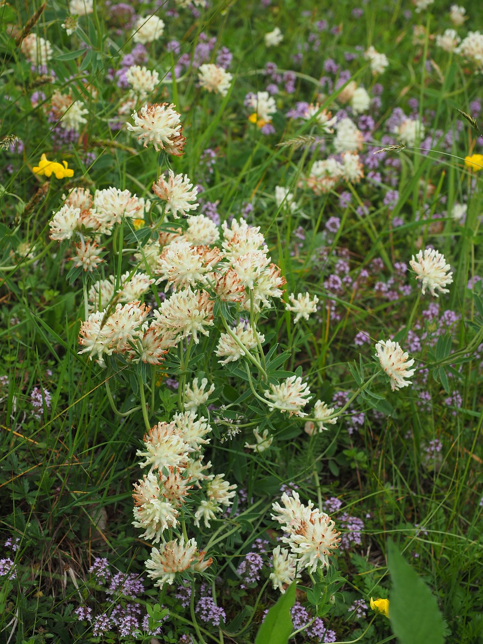wiesenklee  klee  trifolium pratense free photo