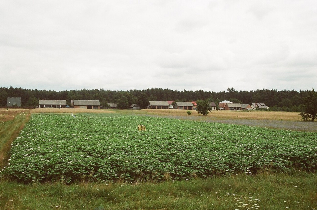 countryside crop grain free photo